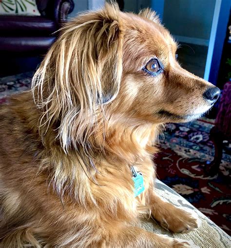 Maggie Mae | Pomeranian mix, Golden retriever, Dogs