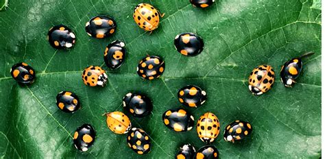 red  black  genetics  ladybug spots
