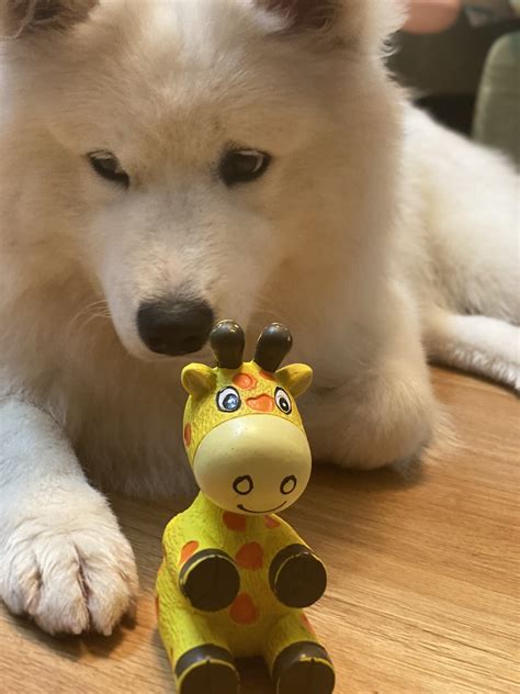 Samoyed Dog Doggy - Free photo on Pixabay - Pixabay