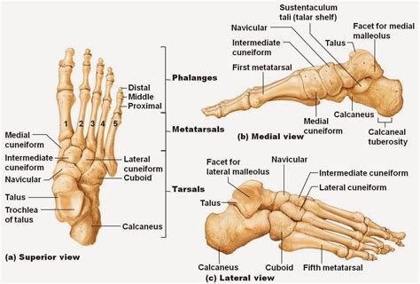 Ankle Bones Diagram | Anatomy Picture Reference and Health News