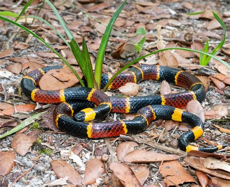 Eastern coral snake i found today : r/snakes