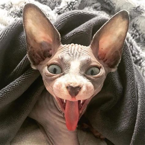 Sphynx Cat with Tongue Out - Monday Mood