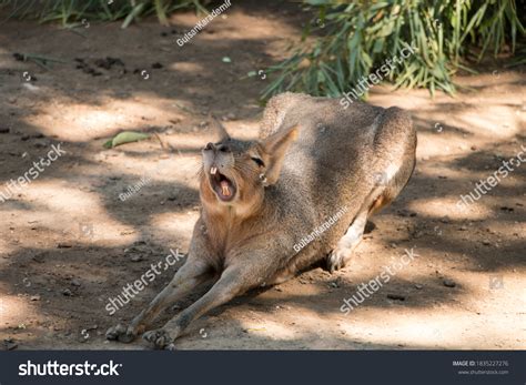 Capybara Yawning Zoo Stock Photo 1835227276 | Shutterstock