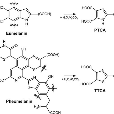 Products of eumelanin and pheomelanin generated by alkaline oxidation ...