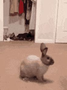 hopping bunny gif gifcen