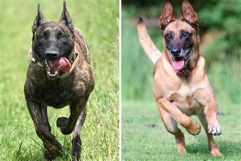Belgian Malinois vs Dutch Shepherd - PetsWows