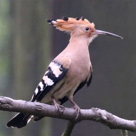 Hoopoe