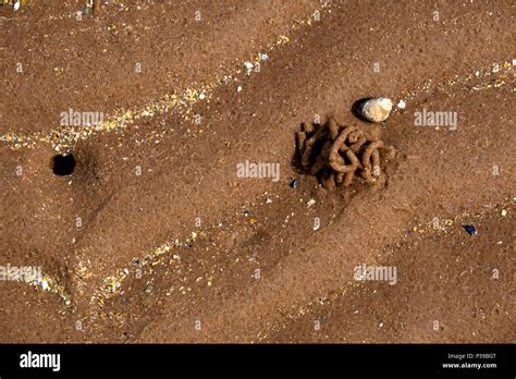 Lugworm burrow hi-res stock photography and images - Alamy