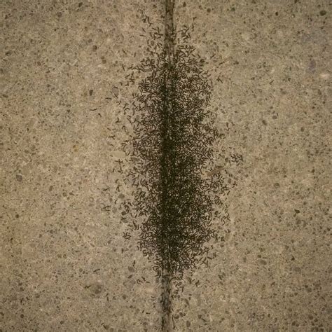 pavement ants extermination pest control  bed bugs fleas