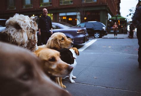 3 Tips for Walking Multiple Dogs at Once