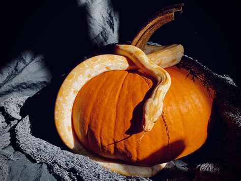 My girl Mystic being a spooky model. : r/Sneks