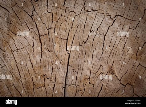 stump wood texture background stock photo alamy