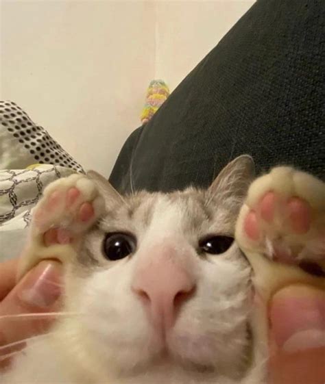 Day 7 of silly cat memes :) : r/thugsaucesthetrilogy