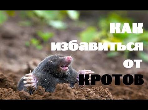 Как избавиться от кротов на участке? - YouTube