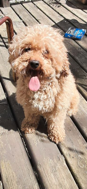 MALE POODLE | Dogs & Puppies for Rehoming | Edmonton | Kijiji