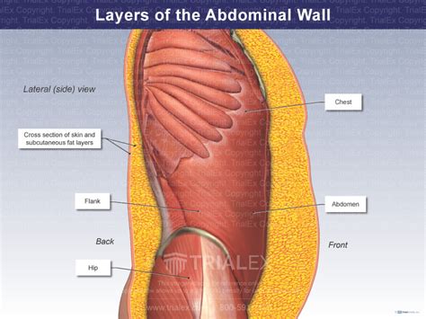 Layers of the Abdominal Wall - TrialQuest Inc.
