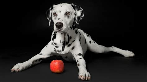 Dalmatian Wallpapers - Wallpaper Cave