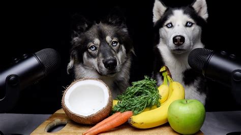 ASMR Dog Teaches Best Friend How To ASMR! - YouTube