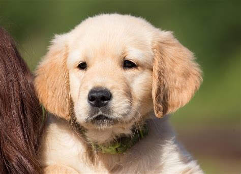 gratis billede hund hvalp golden retriever gratis billede pa
