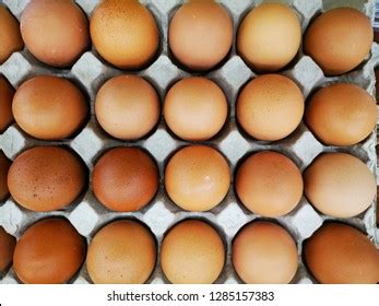 plain eggs stock photo  shutterstock