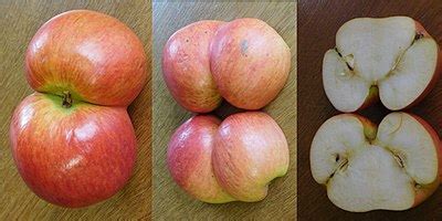 Fruit - Wikipedia