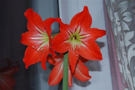 Самые интересные виды гиппеаструма