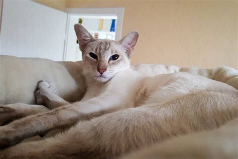 ThaiMahal Fantasia (Diamond) - Siamkatze cinnamon-tabby-point