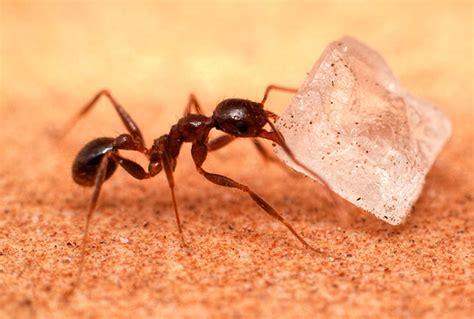 How to Get Rid of Sugar Ants: Facts & Control