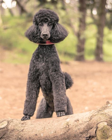 56 Gorgeous Gray Dog Breeds (With Pictures) - Rebarkable