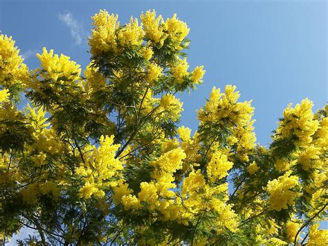 Мимоза цветок фото » DreemPics.com - картинки и рисунки на рабочий стол ...
