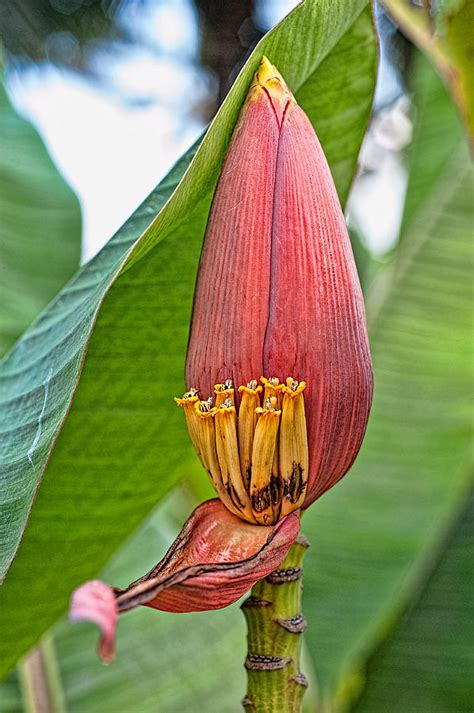 Banana Tree Flower Photograph by Dan McManus - Pixels