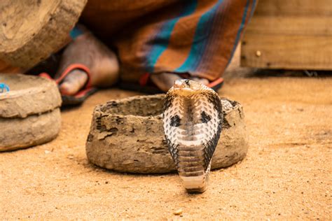 Cobra Photos, Download The BEST Free Cobra Stock Photos & HD Images