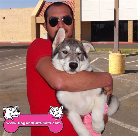 German Shepherd Alaskan Husky Mix Puppy