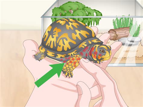 4 Ways to Care for an Eastern Box Turtle - wikiHow