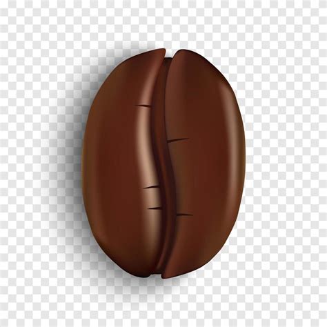 realistic coffee bean  transparent background  vector art