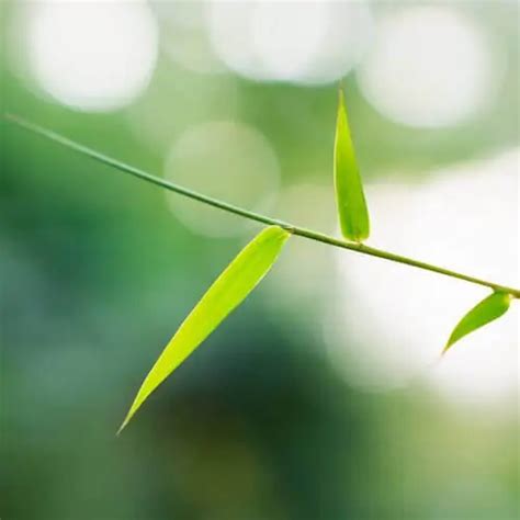 Bamboo Identification | Environet