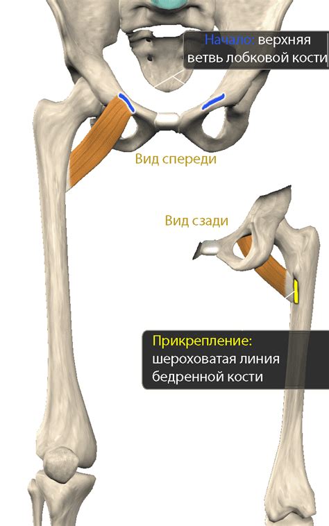 Гребенчатая мышца