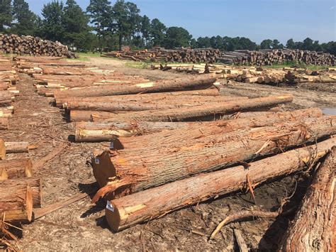Atlantic White Cedar Logs #logs #Cedar | Cedar log, White cedar, Cedar