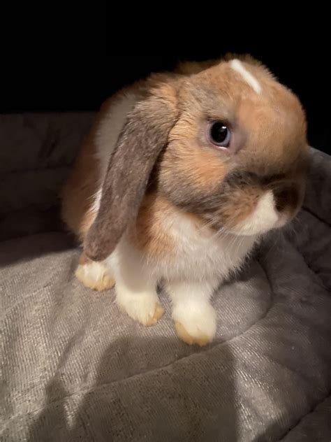 Here’s Reuben 💗 he looks like a teddy bear : r/Rabbits