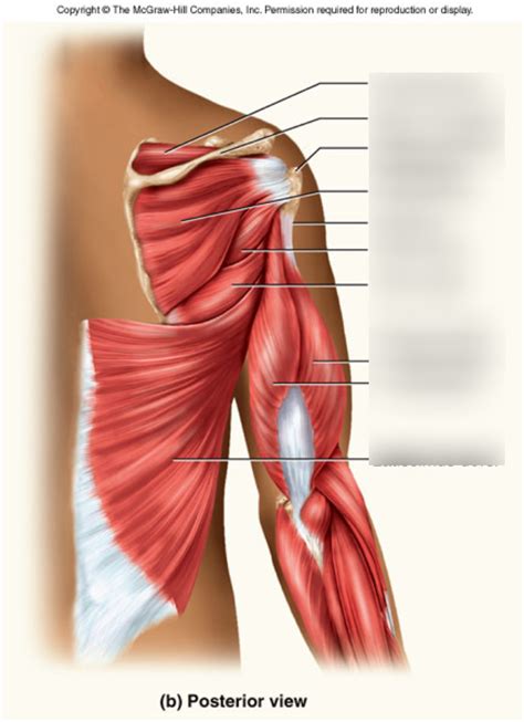 Posterior Shoulder Muscles Diagram | Quizlet