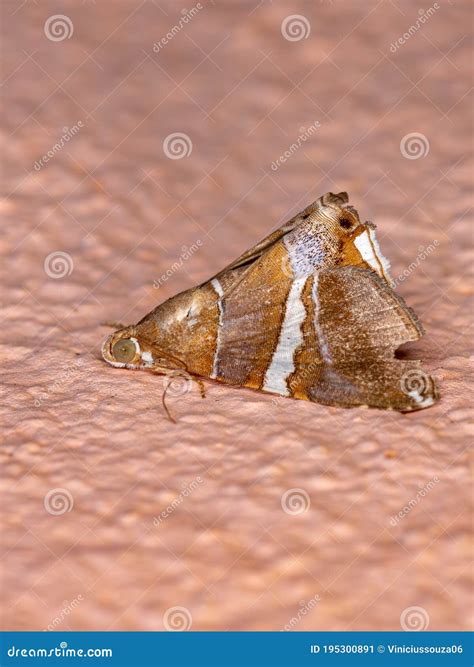 Underwing moth stock image. Image of cerrado, insect - 195300891