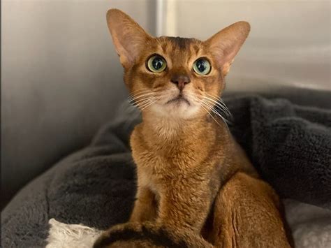 Blue Abyssinian Cat