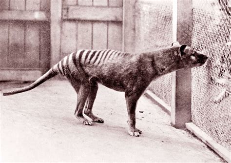 Discover and read the best of Twitter Threads about #thylacine
