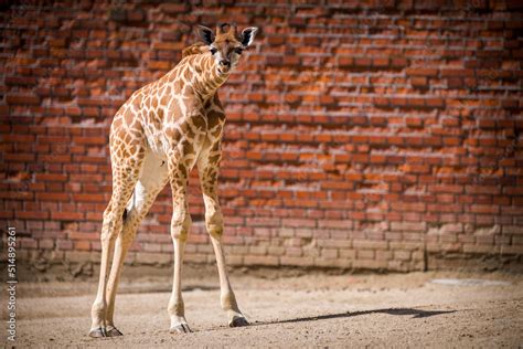 baby giraffe in zoo park Stock Photo | Adobe Stock