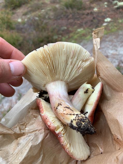 Rusola? : r/foraging