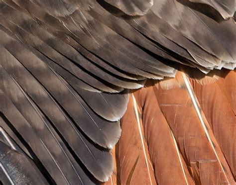 Injured Bird Handling | Medina Raptor Center