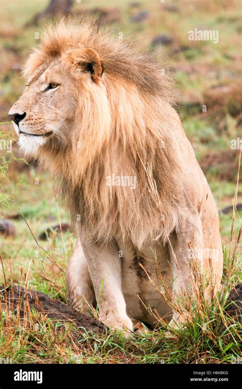 LEONE - LION Stock Photo - Alamy