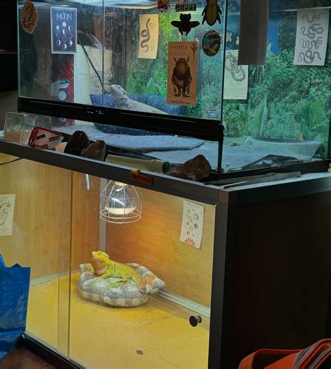 Margo the Beardie (@fairhopeherps) • Instagram photos and videos