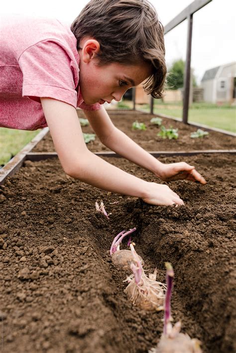 raised garden images search images  everypixel