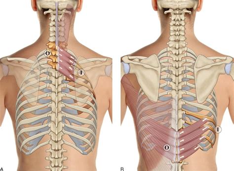 Rib Cage Posterior View Anatomy